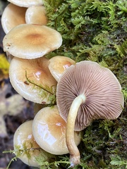 Pholiota spumosa