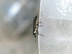Apagobelus brevirostris