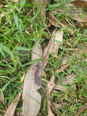 Ottochloa gracillima