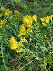 Euthamia occidentalis