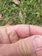 Ottochloa gracillima