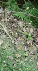 Arabidopsis arenosa