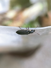 Apagobelus brevirostris