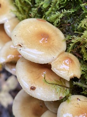 Pholiota spumosa