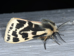 Ardices curvata