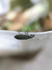 Apagobelus brevirostris