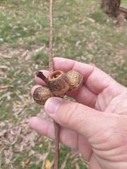 Eucalyptus planchoniana