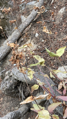 Penstemon serrulatus