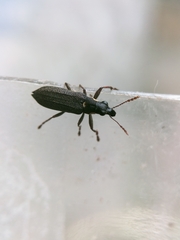Apagobelus brevirostris