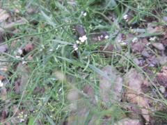 Arabidopsis arenosa