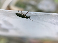 Apagobelus brevirostris
