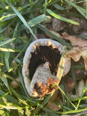 Agaricus californicus
