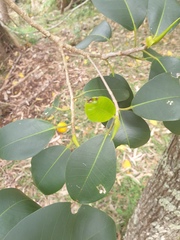 Ficus rubiginosa