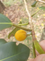 Ficus rubiginosa