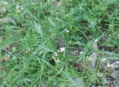 Arabidopsis arenosa