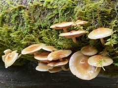 Pholiota spumosa