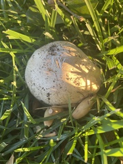Agaricus californicus