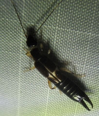 Euborellia cincticollis