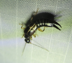 Euborellia cincticollis