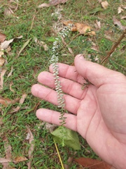Ozothamnus diosmifolius