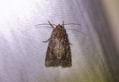 Protorthodes alfkenii