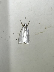 Urola nivalis