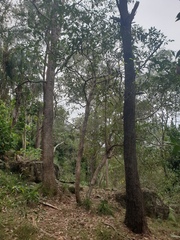 Lophostemon confertus