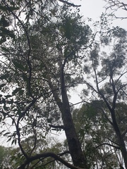 Lophostemon confertus