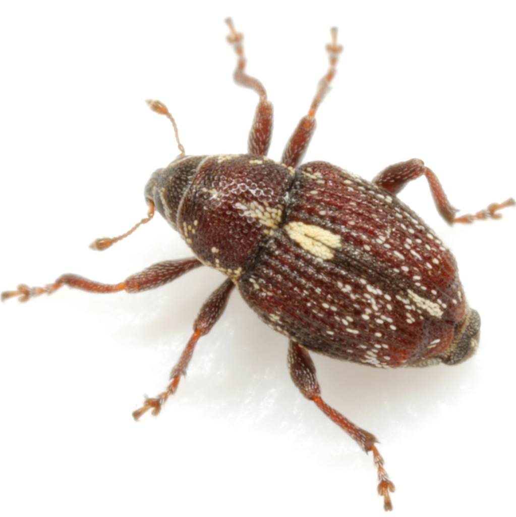 Smartweed Node Weevil