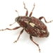Smartweed Node Weevil - Photo (c) Mike Quinn, Austin, TX, some rights reserved (CC BY-NC), uploaded by Mike Quinn, Austin, TX