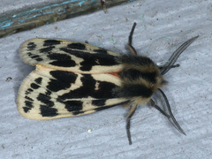 Ardices curvata