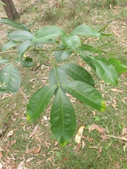 Melicope elleryana
