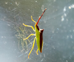 Gonocerus insidiator