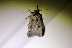 Adelphagrotis indeterminata