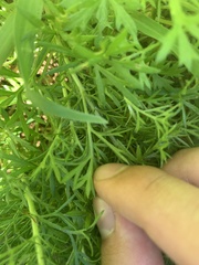 Artemisia capillaris