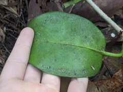 Hoya australis