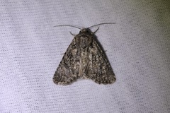 Protorthodes alfkenii