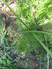 Artemisia capillaris