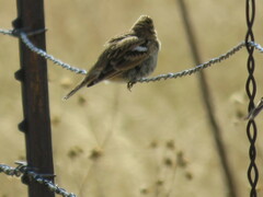 Calcarius ornatus