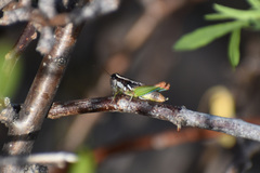 Phaedrotettix