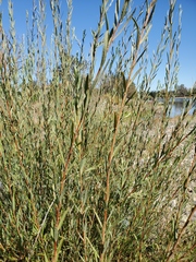 Salix melanopsis