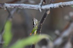 Phaedrotettix