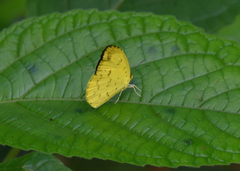Eurema hecabe