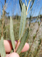 Salix melanopsis