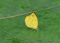 Eurema hecabe
