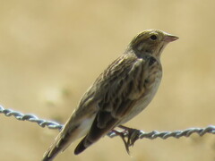 Calcarius ornatus