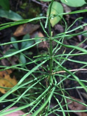 Equisetum