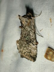 Syngrapha viridisigma