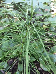 Equisetum
