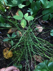 Equisetum